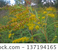 Discover the beauty of goldenrod flowers in a sunlit meadow during late summer. This stock photo highlights nature s charm, perfect for projects focused on seasonal beauty and floral aesthetics. 137194165
