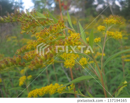 Discover the beauty of goldenrod flowers in a sunlit meadow during late summer. This stock photo highlights nature s charm, perfect for projects focused on seasonal beauty and floral aesthetics. 137194165
