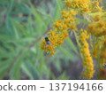A tiny fly rests on vibrant yellow goldenrod flowers, capturing a moment of pollination in the late summer sun, showcasing the intricate beauty of nature and its interactions. 137194166