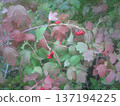 A captivating image of Viburnum opulus in autumn, featuring bright red berries against lush green and reddish-brown leaves, ideal for nature-themed projects and seasonal aesthetics. 137194225