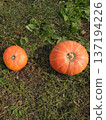 A vibrant image of two pumpkins of varying sizes on green grass, representing autumn harvest. Ideal for fall themes, seasonal recipes, and Thanksgiving celebrations. 137194226