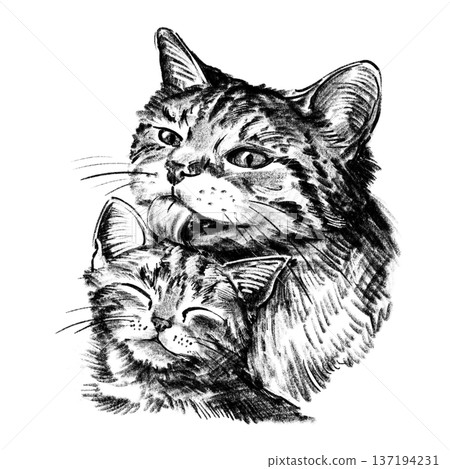 Domestic cat washing kitten illustration in black and white pencil style isolated on white background. Hand drawn mother grooming baby symbolizing care, tenderness, motherhood and Mothers Day love Domestic cat washing kitten illustration in black and white pencil style isolated on white background. Hand drawn mother grooming baby symbolizing care, tenderness, motherhood and Mothers Day love 137194231