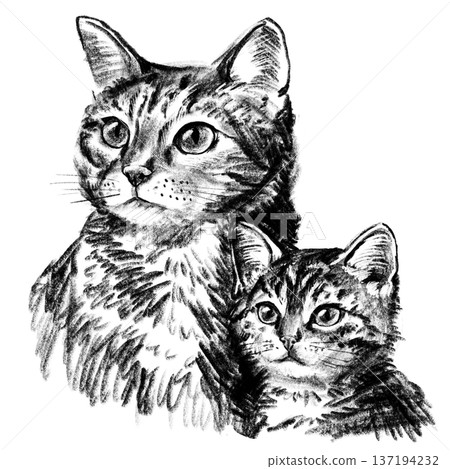 Domestic cat with kitten portrait illustration in black and white pencil style isolated on white background. Hand drawn realistic mother cat and baby symbolizing parenting, care and family love. High Domestic cat with kitten portrait illustration in black and white pencil style isolated on white background. Hand drawn realistic mother cat and baby symbolizing parenting, care and family love. High 137194232