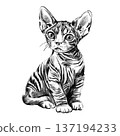 Sphynx kitten portrait illustration in black and white pencil style isolated on white background. Hand drawn realistic hairless young cat with wrinkles, big ears and expressive eyes for design. High 137194233