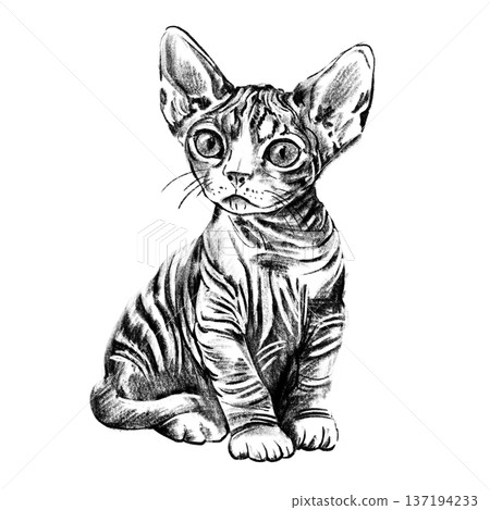 Sphynx kitten portrait illustration in black and white pencil style isolated on white background. Hand drawn realistic hairless young cat with wrinkles, big ears and expressive eyes for design. High Sphynx kitten portrait illustration in black and white pencil style isolated on white background. Hand drawn realistic hairless young cat with wrinkles, big ears and expressive eyes for design. High 137194233
