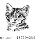 Stray kitten portrait illustration in black and white pencil style isolated on white background. Hand drawn cute young street cat face with expressive eyes, soft fur texture and detailed sketch 137194234