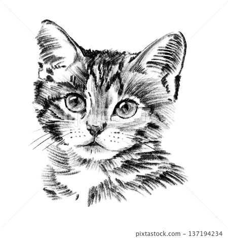Stray kitten portrait illustration in black and white pencil style isolated on white background. Hand drawn cute young street cat face with expressive eyes, soft fur texture and detailed sketch Stray kitten portrait illustration in black and white pencil style isolated on white background. Hand drawn cute young street cat face with expressive eyes, soft fur texture and detailed sketch 137194234