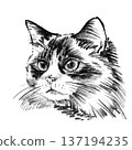 Ragdoll cat portrait illustration in black and white pencil style isolated on white background. Hand drawn realistic feline face with soft fur, gentle eyes and detailed shading for design use. High 137194235