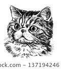 Exotic Shorthair cat portrait illustration in black and white pencil style isolated on white background. Hand drawn realistic feline face with round eyes, flat muzzle and soft fur texture for design 137194246
