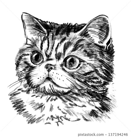 Exotic Shorthair cat portrait illustration in black and white pencil style isolated on white background. Hand drawn realistic feline face with round eyes, flat muzzle and soft fur texture for design Exotic Shorthair cat portrait illustration in black and white pencil style isolated on white background. Hand drawn realistic feline face with round eyes, flat muzzle and soft fur texture for design 137194246