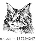 Maine Coon cat portrait illustration in black and white pencil style isolated on white background. Hand drawn realistic fluffy feline face with long fur, tufted ears and expressive eyes for design 137194247