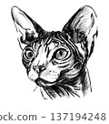 Sphynx cat portrait illustration in black and white pencil style isolated on white background. Hand drawn realistic hairless feline face with wrinkles, big ears and expressive eyes for design use 137194248