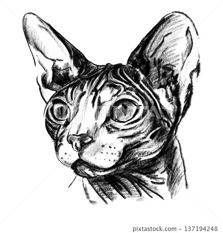 Sphynx cat portrait illustration in black and white pencil style isolated on white background. Hand drawn realistic hairless feline face with wrinkles, big ears and expressive eyes for design use 137194248