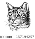 Domestic cat portrait illustration in black and white pencil style isolated on white background. Hand drawn realistic feline face with detailed fur texture, expressive eyes, pet themed artwork . High 137194257