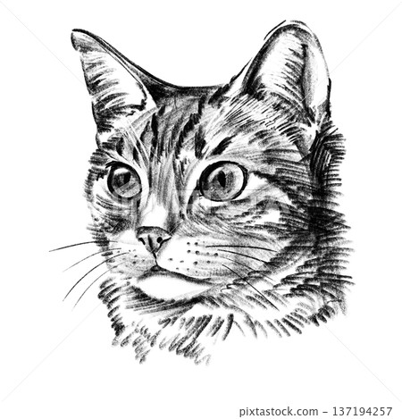 Domestic cat portrait illustration in black and white pencil style isolated on white background. Hand drawn realistic feline face with detailed fur texture, expressive eyes, pet themed artwork . High 137194257