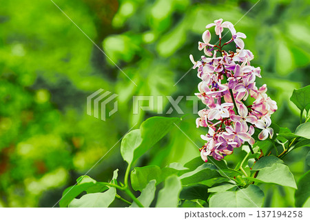 Spring branch of pink lilac in the garden park. Love and tenderness Spring branch of pink lilac in the garden park. Love and tenderness 137194258