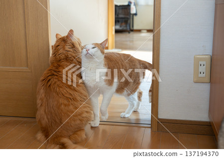 Two friendly cats rubbing against each other 137194370