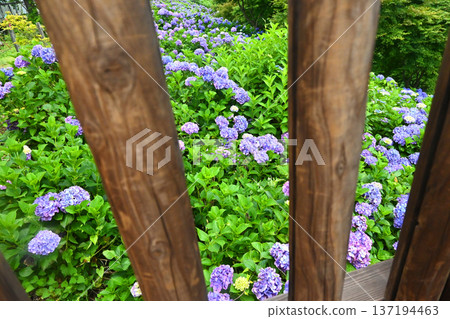 繡球花從柵欄的縫隙中窺視 繡球花從柵欄的縫隙中窺視 137194463