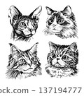 Cat breed portrait set illustration featuring Sphynx, Maine Coon, Exotic Shorthair and Ragdoll cats in black and white pencil style. Hand drawn detailed faces isolated on white background. High 137194777