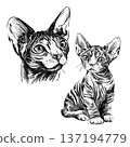 Sphynx cat illustration in black and white pencil style isolated on white background. Hand drawn portrait showing elegant hairless feline with big ears, wrinkles and expressive eyes, artistic sketch 137194779
