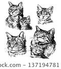 Cat and kitten illustration set in black and white pencil style isolated on white background. Hand drawn collection showing mother and baby, love, care, tenderness, family bond and parenting concept 137194781