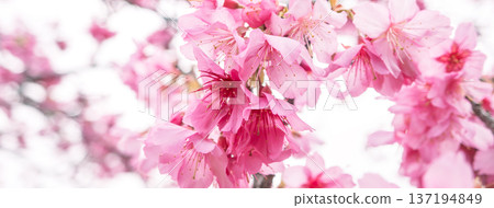 Sakura Sakura Pink Taiwan cherry 桜 さくら カンヒザクラ Sakura Sakura Pink Taiwan cherry 桜 さくら カンヒザクラ 137194849
