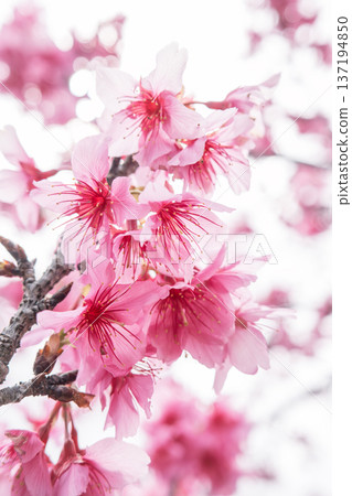 Sakura Sakura Pink Taiwan cherry 桜 さくら カンヒザクラ 137194850