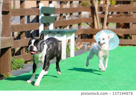 一隻波士頓梗犬和一隻戴著伊莉莎白項圈的玩具貴賓犬正在四處奔跑玩耍。 137194878