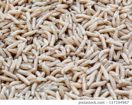 Maggots observed in a close-up view on a surface in a natural setting during daylight hours Maggots observed in a close-up view on a surface in a natural setting during daylight hours 137194987