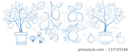 Lemon branches with citrus fruit, flowers, leaves Lemon branches with citrus fruit, flowers, leaves 137195396