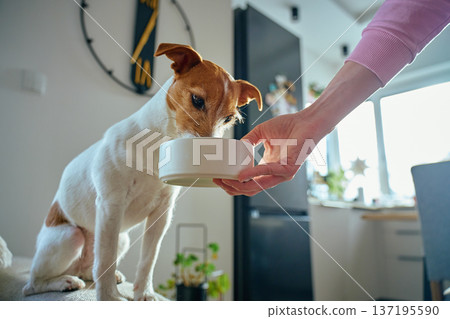 Jack Russell terrier dog eating food from bowl at home 137195590