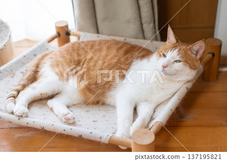 貓咪躺著放鬆 棕色虎斑和白色 137195821