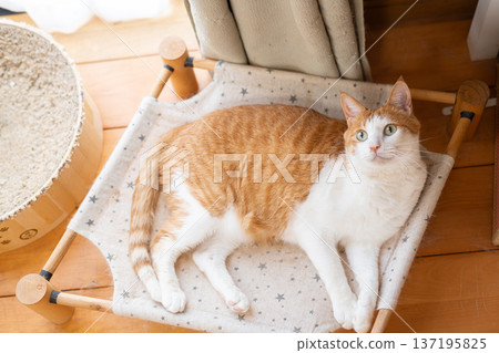 Cat lying down and relaxing Brown tabby and white Cat lying down and relaxing Brown tabby and white 137195825