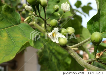 Thai small eggplant flower and fruits on branch. Thai small eggplant flower and fruits on branch. 137196211
