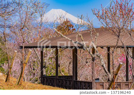 從修善寺梅林眺望富士山（靜岡縣） 137196240