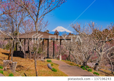 從修善寺梅林眺望富士山(靜岡縣) 從修善寺梅林眺望富士山(靜岡縣) 137196243