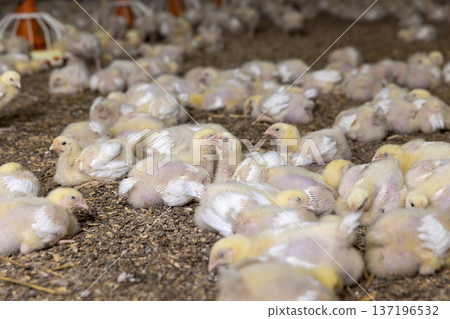 little chickens in soft yellow fluff and the first white feathers on their wings, young yellow puffs with feathers chickens at a large broiler poultry farm little chickens in soft yellow fluff and the first white feathers on their wings, young yellow puffs with feathers chickens at a large broiler poultry farm 137196532