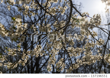 Small beautiful white sweet cherry blossoms in sunny weather in spring season, large number of fragrant white cherry blossoms in bright sunshine in spring Small beautiful white sweet cherry blossoms in sunny weather in spring season, large number of fragrant white cherry blossoms in bright sunshine in spring 137196551