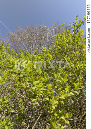 a large amount of fresh bright green foliage on the shrub in the spring season, green new beautiful leaves a large amount of fresh bright green foliage on the shrub in the spring season, green new beautiful leaves 137196553