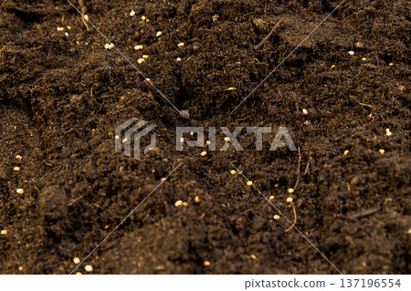 daikon seeds in the soil in the spring of the year, several daikon seeds lie in the ground for planting and obtaining a new crop daikon seeds in the soil in the spring of the year, several daikon seeds lie in the ground for planting and obtaining a new crop 137196554