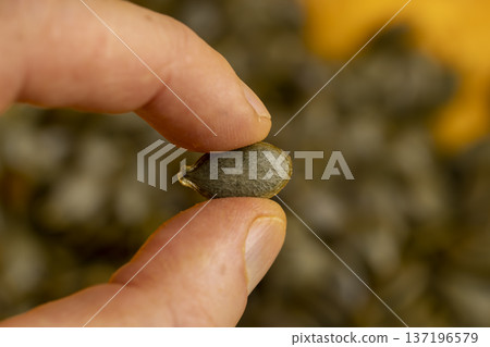 holding ripe seeds in hand and orange pumpkin cut in half with soft juicy flesh , sliced pumpkin with baking pulp and healthy and nutritious seeds 137196579