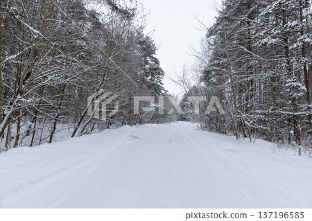 a narrow road for cars in the forest , covered with snow, a narrow track from cars in the forest in winter, trees grow around 137196585