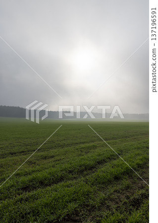 autumn gray sky covered with thick clouds and thick fog that slowly dissipates from sunlight, dreary gray sky and fog that obscures the view autumn gray sky covered with thick clouds and thick fog that slowly dissipates from sunlight, dreary gray sky and fog that obscures the view 137196591
