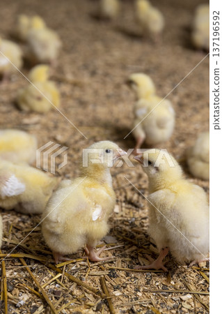 a group of small chickens in yellow fluff at a poultry farm , yellow small chickens covered with yellow fluff on sawdust in a poultry farm building, a close-up of several chickens after hatching a group of small chickens in yellow fluff at a poultry farm , yellow small chickens covered with yellow fluff on sawdust in a poultry farm building, a close-up of several chickens after hatching 137196592