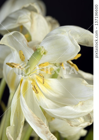 old flaccid petals of white tulips that have turned yellow and become flaccid or dry, a bouquet of tulips with falling white petals old flaccid petals of white tulips that have turned yellow and become flaccid or dry, a bouquet of tulips with falling white petals 137196600