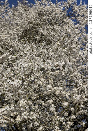 a large number of translucent white petals of cherry blossoms in the orchard in the spring season, beautiful white fragrant cherry blossoms in the spring in sunny, warm weather a large number of translucent white petals of cherry blossoms in the orchard in the spring season, beautiful white fragrant cherry blossoms in the spring in sunny, warm weather 137196613
