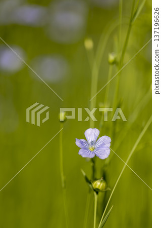 fragrant small blue flax flowers in the field in the summer of the year in sunny weather, flax during flowering is covered with small few flowers fragrant small blue flax flowers in the field in the summer of the year in sunny weather, flax during flowering is covered with small few flowers 137196626