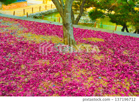 Red marple leaves fallen to the ground in Autumn season at South Korea Red marple leaves fallen to the ground in Autumn season at South Korea 137196712