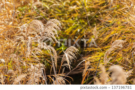 Reeds shining in the sunlight by the water in winter 04 137196781