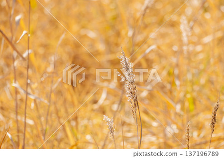 15 Reeds shining in the sunlight by the water in winter 137196789